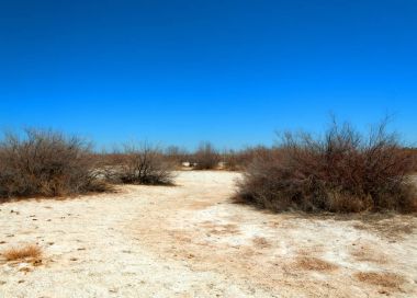 tuzlu su, tuz bataklığı. Etkin badlands. Tek çalı. Kazakistan