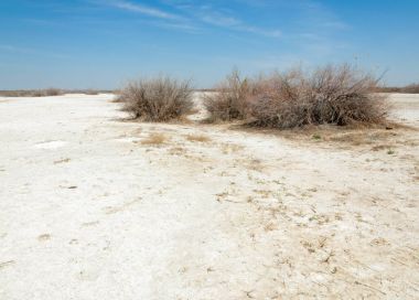 tuzlu su, tuz bataklığı. Etkin badlands. Tek çalı. Kazakistan