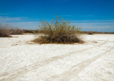 tuzlu su, tuz bataklığı. Etkin badlands. Tek çalı. Kazakistan