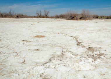 tuzlu su, tuz bataklığı. Etkin badlands. Tek çalı. Kazakistan