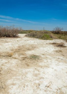 tuzlu su, tuz bataklığı. Etkin badlands. Tek çalı. Kazakistan