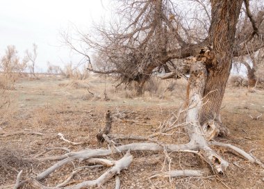 Bozkır kış ağaç ile hazır durumda düğüm. Kazakistan