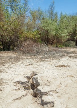 tuzlu su, tuz bataklığı. Etkin badlands. Tek çalı. Kazakistan