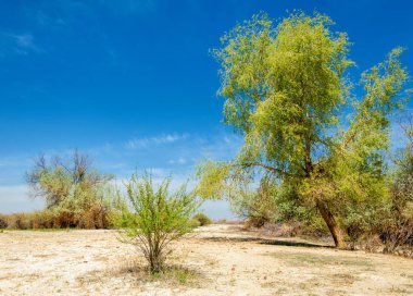 tuzlu su, tuz bataklığı. Etkin badlands. Tek çalı. Kazakistan
