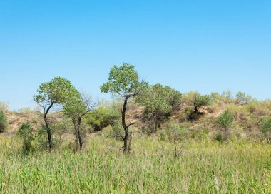  Bozkır yaz. Turgai kapısı. Turgai Kaydet. Milli Parkı 