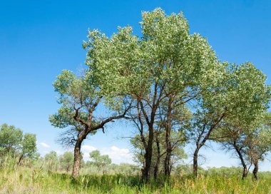  Bozkır yaz. Turgai kapısı. Turgai Kaydet. Milli Parkı 
