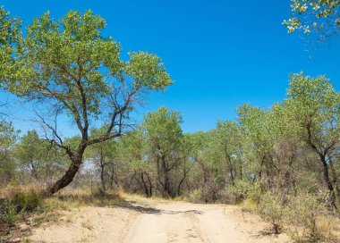  Bozkır yaz. Turgai kapısı. Turgai Kaydet. Milli Parkı 