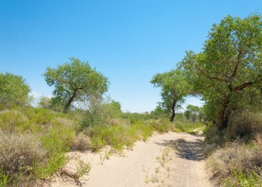 Bozkır yaz. Turgai kapısı. Turgai Kaydet. Milli Parkı 
