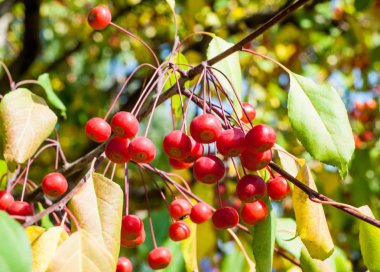 Yaban elması ve yaban elması. Malus, gülgiller (Rosaceae) familyasından bir elma ağacı cinsidir.