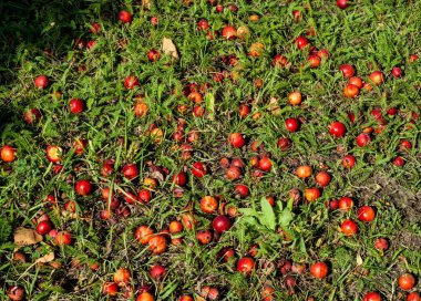 Yaban elması ve yaban elması. Malus, gülgiller (Rosaceae) familyasından bir elma ağacı cinsidir.