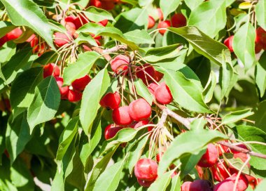 Yaban elması ve yaban elması. Malus, gülgiller (Rosaceae) familyasından bir elma ağacı cinsidir.
