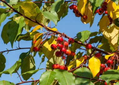 Yaban elması ve yaban elması. Malus, gülgiller (Rosaceae) familyasından bir elma ağacı cinsidir.