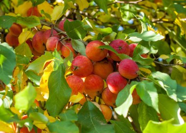 Yaban elması ve yaban elması. Malus, gülgiller (Rosaceae) familyasından bir elma ağacı cinsidir.