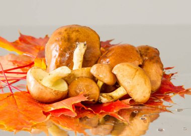 Boletus mantar, sonbahar akçaağaç yaprakları.