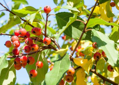 Yaban elması ve yaban elması. Malus, gülgiller (Rosaceae) familyasından bir elma ağacı cinsidir.