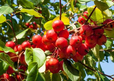 Yaban elması ve yaban elması. Malus, gülgiller (Rosaceae) familyasından bir elma ağacı cinsidir.