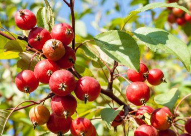 Yaban elması ve yaban elması. Malus, gülgiller (Rosaceae) familyasından bir elma ağacı cinsidir.