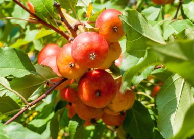 Yaban elması ve yaban elması. Malus, gülgiller (Rosaceae) familyasından bir elma ağacı cinsidir.