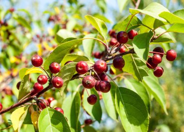 Yaban elması ve yaban elması. Malus, gülgiller (Rosaceae) familyasından bir elma ağacı cinsidir.