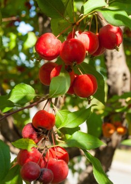 Yaban elması ve yaban elması. Malus, gülgiller (Rosaceae) familyasından bir elma ağacı cinsidir.