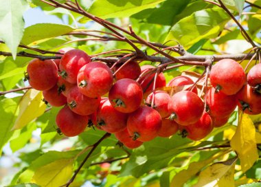 Yaban elması ve yaban elması. Malus, gülgiller (Rosaceae) familyasından bir elma ağacı cinsidir.