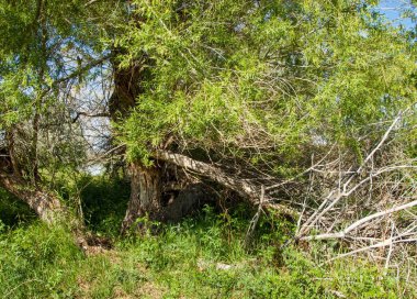 Yaban elması ve yaban elması. Malus, gülgiller (Rosaceae) familyasından bir elma ağacı cinsidir.