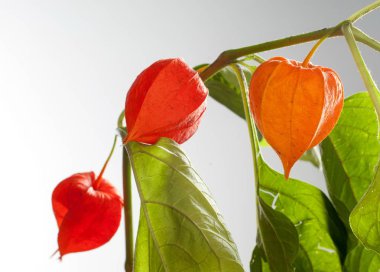 Physalis. Avrupa çalı 