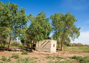 bozkır, çayır, veldt, veld. Bahar Orta Asya. Kazakistan. Turanga kavak. Euphrates kavak