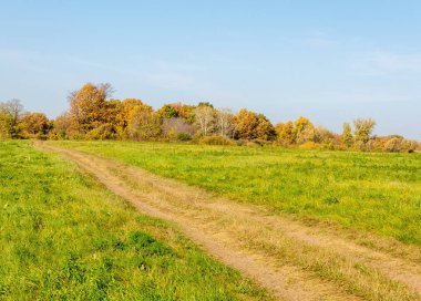 Güz, yolun ortasında meşe ormanı