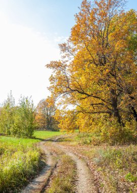 Güz, yolun ortasında meşe ormanı
