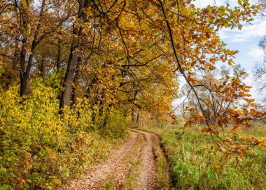 Güz, yolun ortasında meşe ormanı