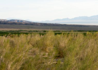  Bozkır yaz. Turgai kapısı. Turgai Kaydet. Milli Parkı 