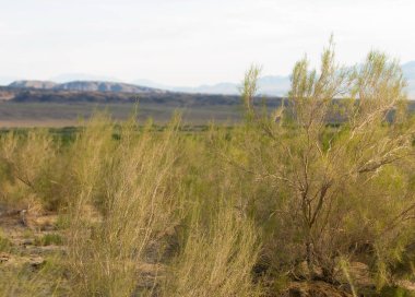  Bozkır yaz. Turgai kapısı. Turgai Kaydet. Milli Parkı 