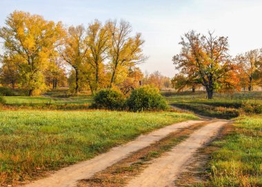 Güz, yolun ortasında meşe ormanı