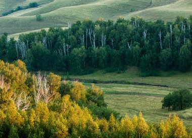 sisli gündoğumu. Orman sis. ışıkları orman. Güneş ışınları ve uzun gölgeler sahip çok güzel bir sabah sahne