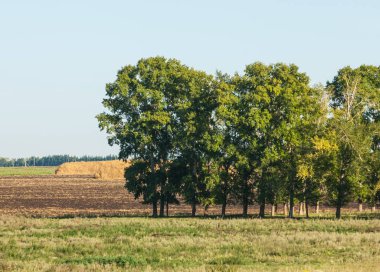 Yaz aylarında taze sürülmüş alan, saman yığınları, kavak