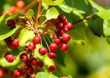Yaban elması ve yaban elması. Malus, gülgiller (Rosaceae) familyasından bir elma ağacı cinsidir.
