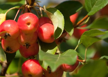 Yaban elması ve yaban elması. Malus, gülgiller (Rosaceae) familyasından bir elma ağacı cinsidir.