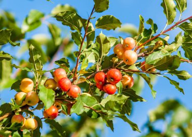 Yaban elması ve yaban elması. Malus, gülgiller (Rosaceae) familyasından bir elma ağacı cinsidir.