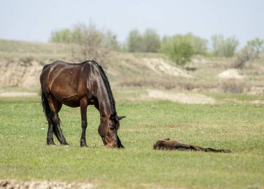 Bozkır, çayır, veld, veldt