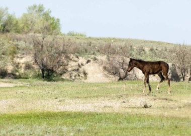 Bozkır, çayır, veld, veldt