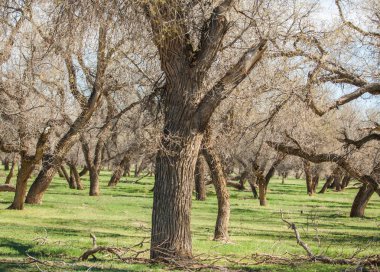 bozkır, çayır, veldt, veld. Bahar Orta Asya. Kazakistan. Turanga kavak. Euphrates kavak