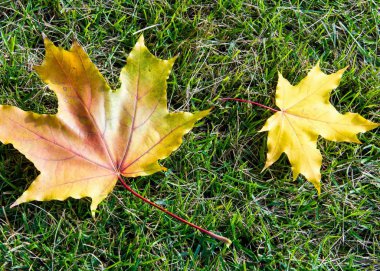 Sonbahar akçaağaç yeşil çimenlerin üzerinde bırakır. Bir ağaç ile geniş, çoğu türler, kıvırcık yaprak.