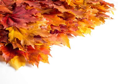 doku, arka plan. Akçaağaç yaprakları sarı kırmızı ve altın tonları. Yaprakları Laid fotoğraflar için soyut. Kanada bir amblemi olarak kullanılan akçaağaç yaprağı.