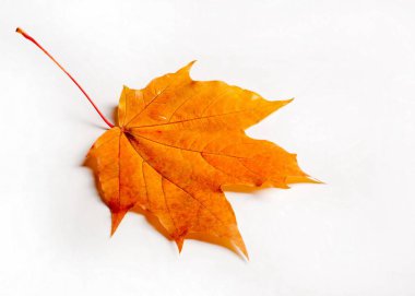 doku, arka plan. Akçaağaç yaprakları sarı kırmızı ve altın tonları. Kanada bir amblemi olarak kullanılan akçaağaç yaprağı. Beyaz bir arka plan üzerinde.