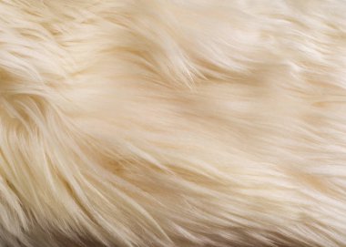 Doku, arka plan. Kürk yak Beyaz önlük erkek. hissediyorum, görünüm veya bir yüzey veya bir madde tutarlılık.