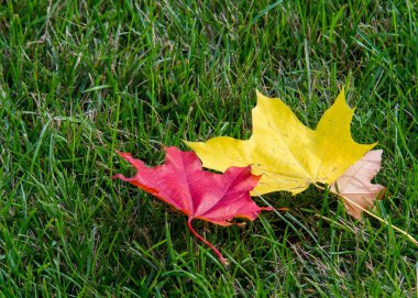 Doku, arka plan. sonbahar yaprakları, akçaağaç yaprakları kırmızı ve sarı. bir ağaç ya da çalı loblu yaprakları, kanatlı meyve ve renkli sonbahar yaprakları,