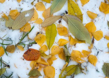 Sonbahar kar bırakıyor. doku. Kar ilk Güz. Sarı huş ağacı yaprakları karda