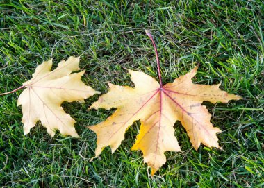 Sonbahar akçaağaç yeşil çimenlerin üzerinde bırakır. Bir ağaç ile geniş, çoğu türler, kıvırcık yaprak.