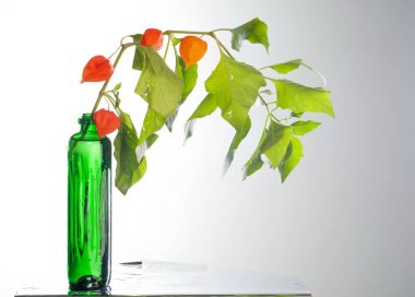 Physalis. Avrupa çalı 